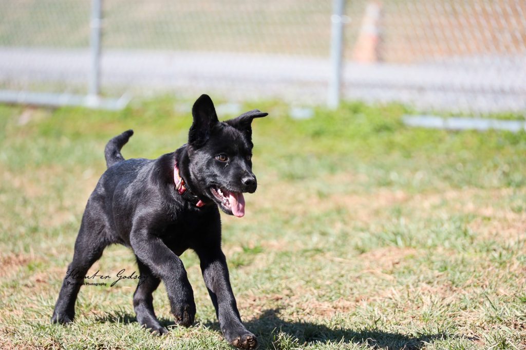 Adopt - Animal Shelter of Sullivan County, Inc.