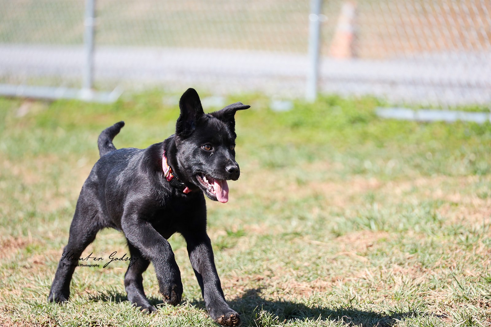Adopt – Animal Shelter of Sullivan County, Inc.