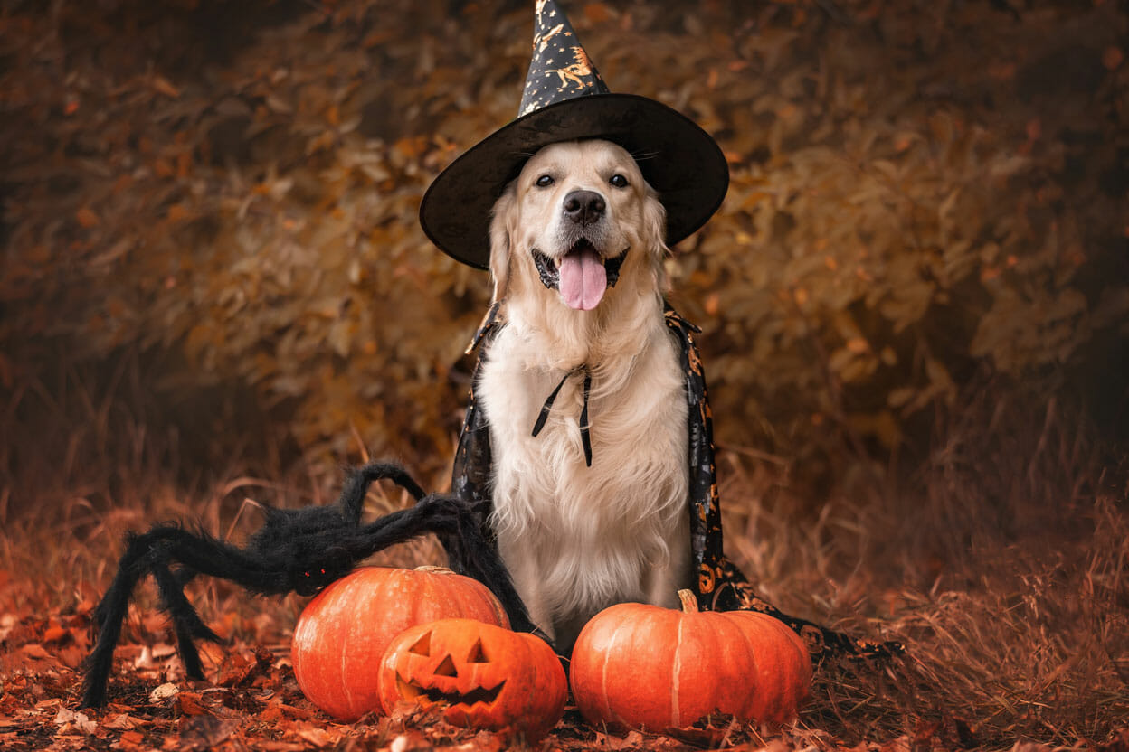 Dog dressed as a witch for Halloween - Sullivan County Animal Shelter