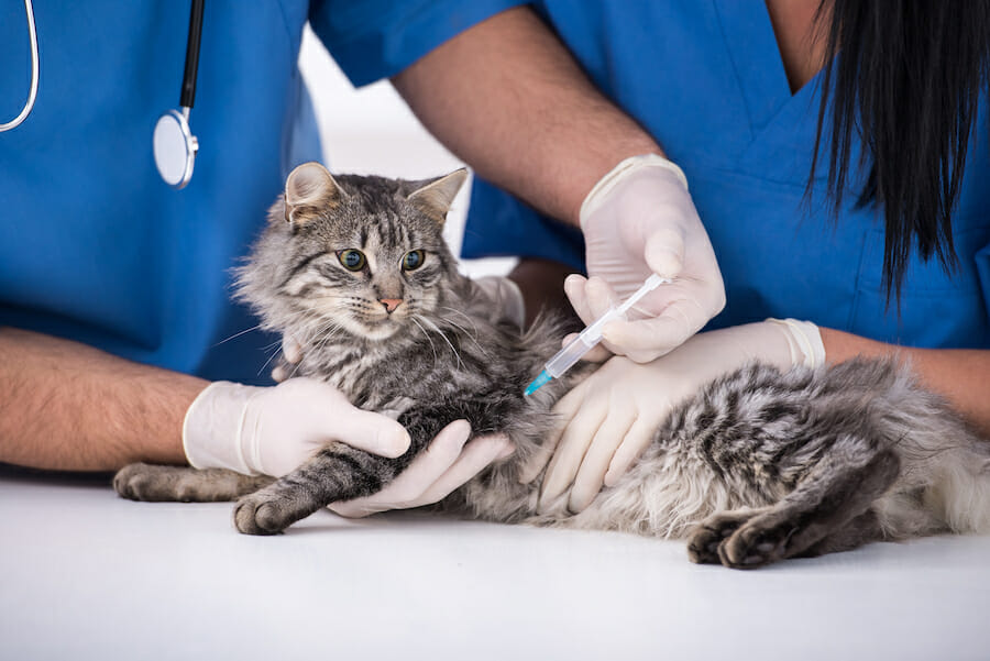 Cat getting a vaccine at the veterinary clinic