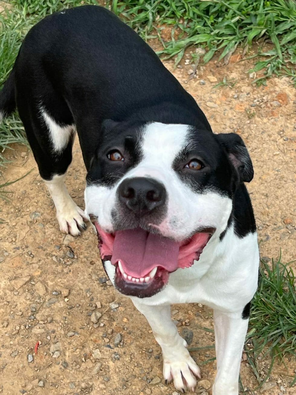 Food Bank Animal Shelter of Sullivan County