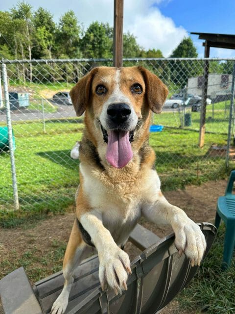 Spay/Neuter | Animal Shelter of Sullivan County