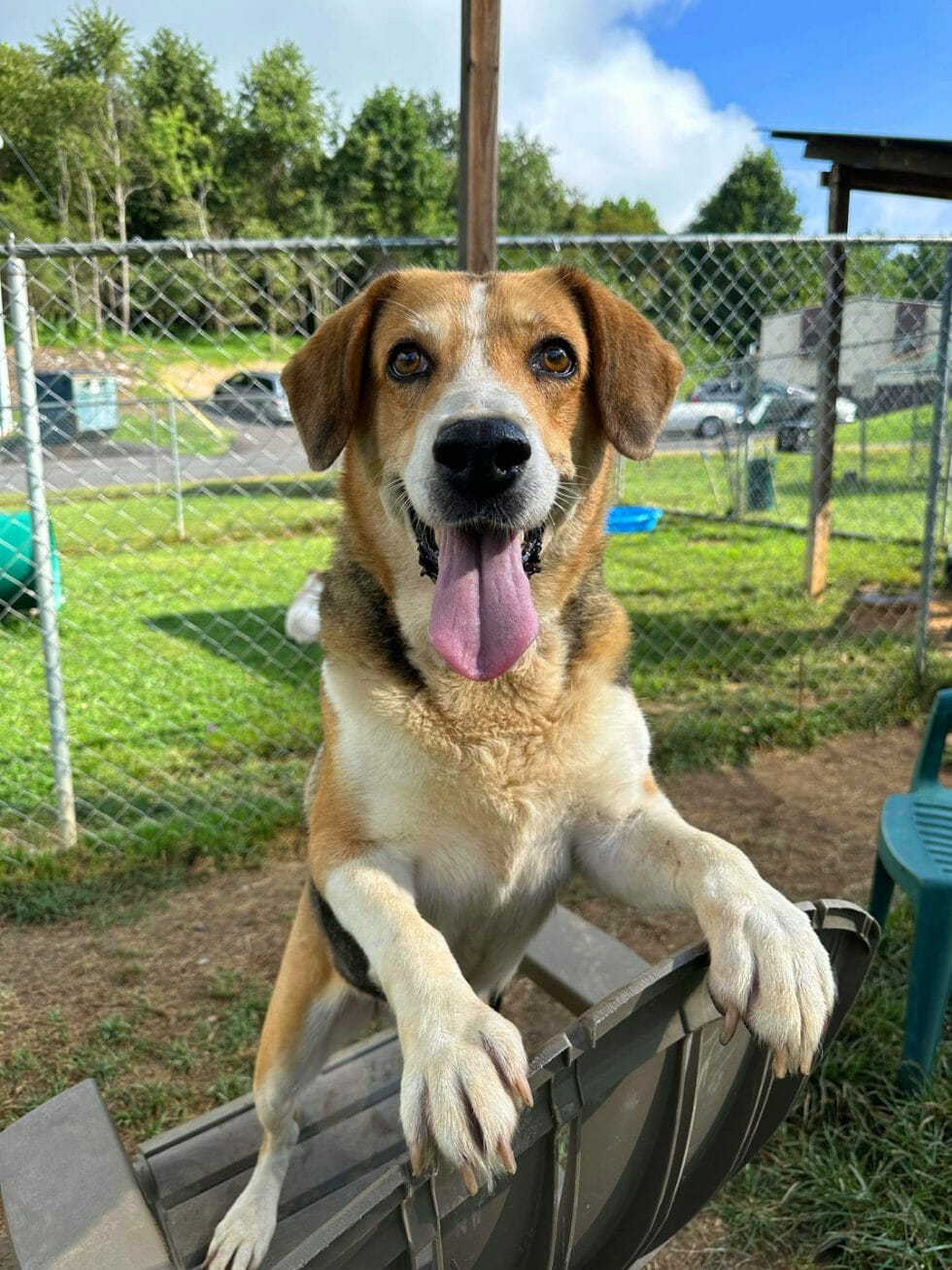 Spay/Neuter Animal Shelter of Sullivan County