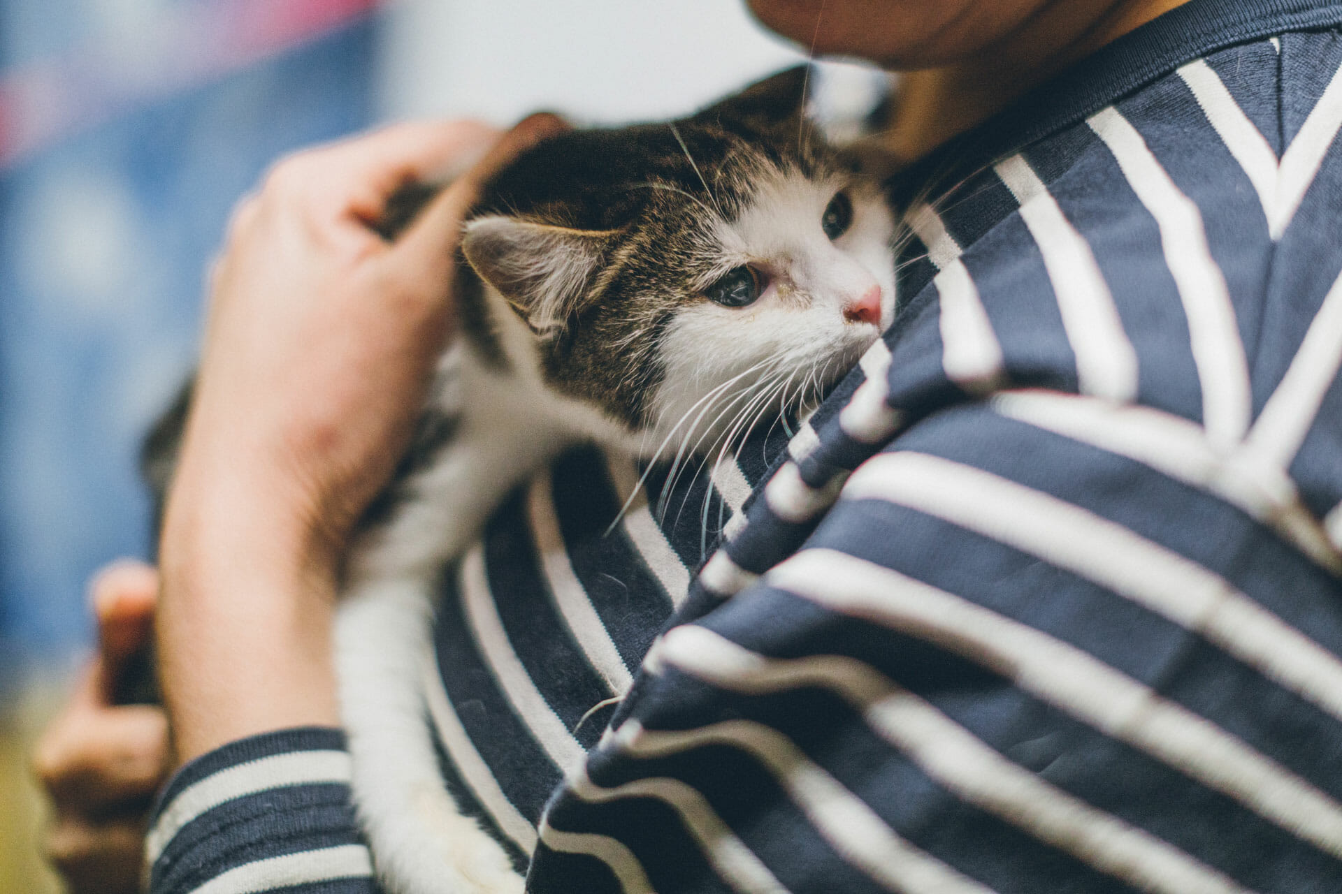 Lady holding a cat